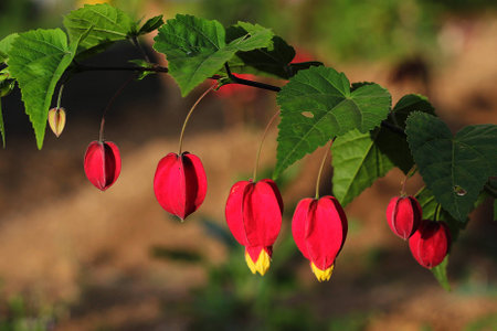 Chinese lantern flowers growing side by sideの写真素材