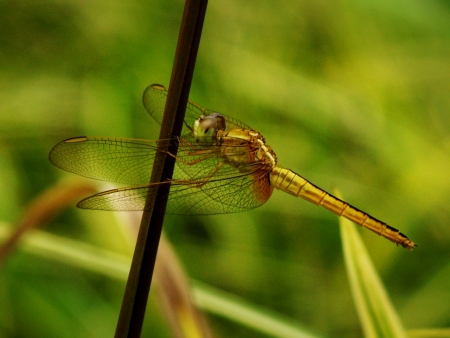 dragonfly      の写真素材