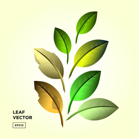 set leaf vector. collection of leaves.のイラスト素材