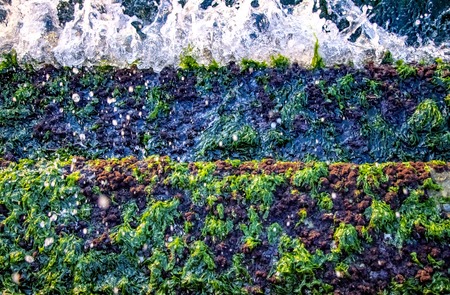 A bunch of green sea algae on the stairs. Threre are blue sea waves.の写真素材