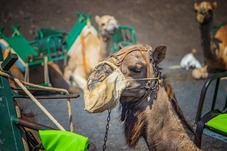 The portrait of camels head. Camels are lying in line in Timanfaya National Park, Lanzarote, Canary Islands, Spainの写真素材