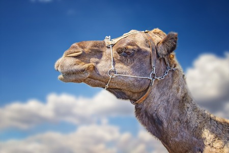 The portrait of camels head. Blue sky is in the background. Camels are lying in line in Timanfaya National Park, Lanzarote, Canary Islands, Spainの写真素材