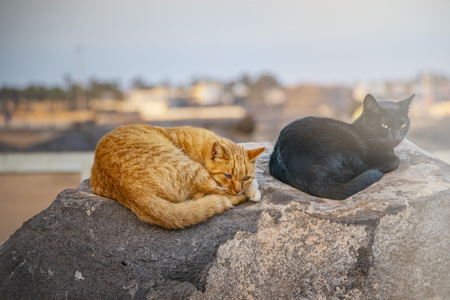 Black and red cat lying on stone, resting and sleeping. In the background is the sea and the sunny sky. It's in Furteventura, Canary Islands, Spainの写真素材