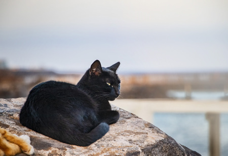 Black cat lying on stone, resting and sleeping. In the background is the sea and the sunny sky. It's in Furteventura, Canary Islands, Spainの写真素材