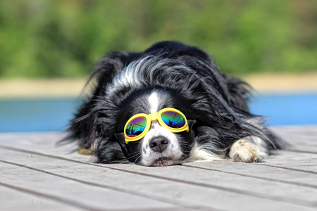 Dog posing and lying on the pier by the water with sunglasses.の写真素材