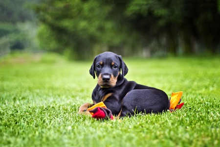 Doberman puppy in grass. Puppy lies on the green grass. He is black and brown and so cute.の写真素材
