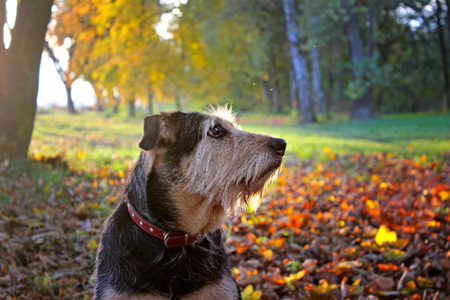 Portrait of a dog sitting in colorful fall leaves in autumn. There is beautiful sun in background.