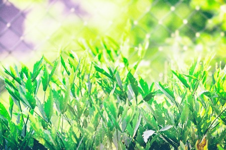 Green herbs in sunshine on the garden. There is blur light background.
