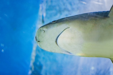Big bull shark in the clear blue water of Atlantic ocean. It is macro photo of sharks mouth. It is underwater photo of shark head.の写真素材