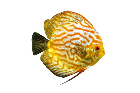 Symphysodon, known as discus, is a genus of cichlids native to the Amazon river basin in South America. It is texture orange fish with black fin. Tropical fish is isolated on the white background.の写真素材