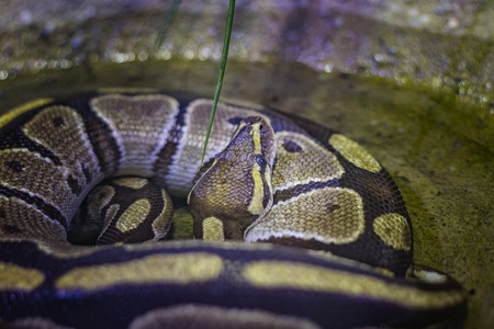 The head of the ball python Python regius, also known as the royal python. Color is brown with...