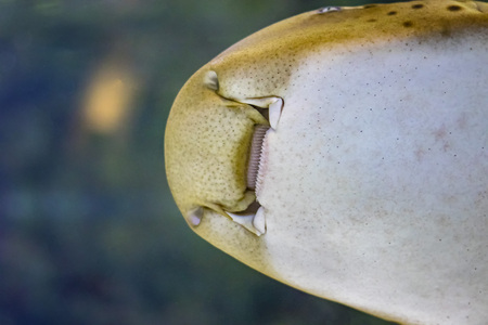 The head of Zebra shark swims at a coral reef in the Indian Ocean. The shark has light brown body with dark stripes. The eyes are small and placed on the sides of the head. It is close up underwphoto.の写真素材