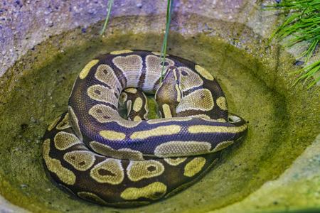 The ball python Python regius, also known as the royal python. Color is brown with yellow to whitish...