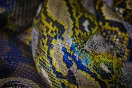 The head of the ball python Python regius, also known as the royal python. Color is brown with...