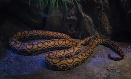Rainbow boa Epicrates cenchria is a boa species endemic to Central and South America. It is one of the most beautiful snakes thanks to the rainbow reflections that break through the light.の写真素材