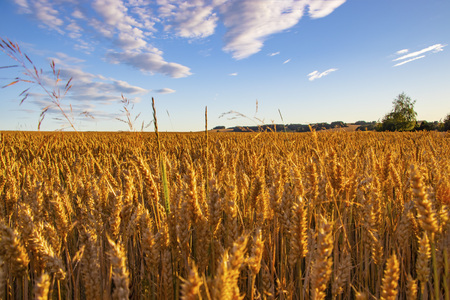 The filed of oat on the countryside near Domazlice. It is situated in Czech republic in Europe....