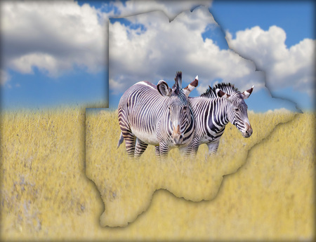 Flag Map of Botswana on which is a picture of a zebras. It's a wild animal living in Africa. It is national african background. There is golden grass and blue sky. There is summer time.の写真素材
