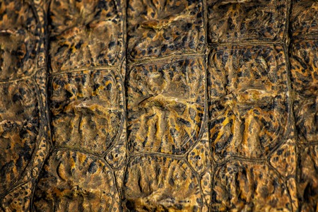 Closed up of crocodile's skin. It is a shell from above the Nile crocodile. It is wildlie photo in...