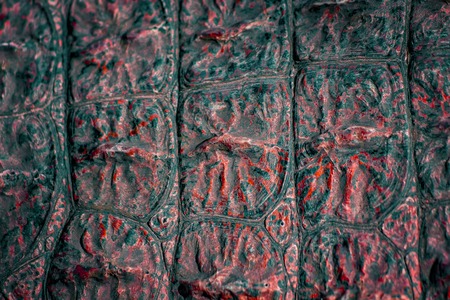Closed up of crocodile's skin in black and red colour. It is a shell from above the Nile...