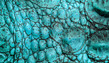 Closed up of crocodile's skin in turquoise blue colour. It is a shell from above the Nile crocodile,wildlife photo in Senegal, Africa. It is natural texture of leather. It is beautiful.の写真素材