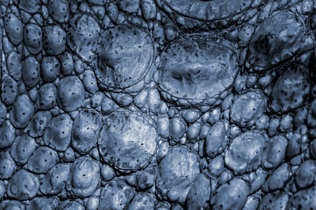 Closed up of crocodile's skin in blue grey. It is a shell from above the Nile crocodile,wildlife photo in Senegal, Africa. It is natural texture of leather. It is beautiful texure.の写真素材