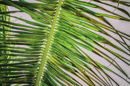 Close up vintage photo of palm leaf, Abstract green texture and natural background. It is tropical tree.の写真素材