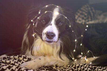 Dog is lying on the sofa with christmas lightings on his head. He is decorating a Christmas tree. It is winter time. The breed is border collie. He is so cute.の写真素材