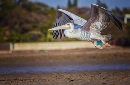 White Pelican,Pelecanus rufescens is flying in the sea lagoon in Africa, Senegal. It is a wildlife photo of bird in wild nature. It is summer.の写真素材