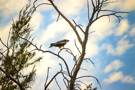 Black kite, Milvus is standing on the tree in Senegal, Africa. Close up photo of big eagle. It is wildlife photo. There is blue sky. There is sunny day.の写真素材