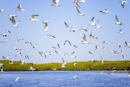 The group of birds, sandwich terns in seabird park and reserve of Senegal, Africa. They are flying...