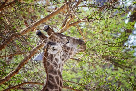 Portrait of giraffes, Giraffa camelopardalis reticulata in Bandia reserve, Senegal. It is close up wildlife photo of animal in Africa. Giraffe nibbling a green tree. It is a sunny day.の写真素材
