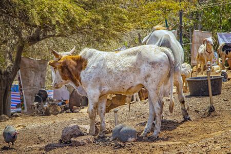 Cows, hens and goats in an African village near Dakar, Senegal. They're on a dirt road near the house. It is a beautiful sunny day.の写真素材