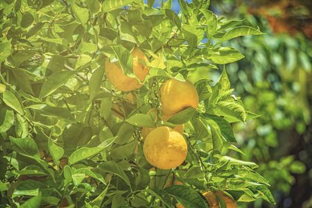 Close up photo of oranges on the tree in the middle of the city of Marakaesh, Morocco. It's in the...