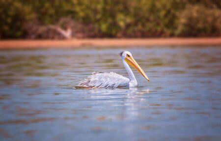 The Pink-backed Pelican or Pelecanus rufescens is floating in the sea lagoon in Africa, Senegal. It is a wildlife photo of bird in wild nature. It is sunny day.の写真素材