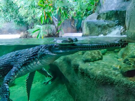 Underwater photo of green crocodile with green eyes. His head is above water and his body is under...