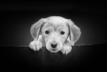 Cute portrait of Labrador Puppy Head in Black and White on the Black Background. He is a beautiful...