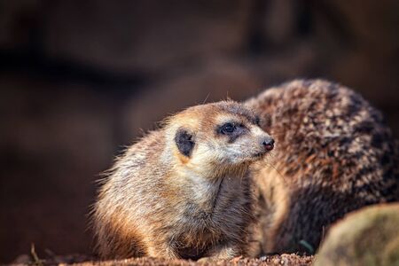 Portrait of Meerkat Suricata suricatta with red nose. African native animal, small carnivore belonging to the mongoose family. It is wildlife photo, The background is green and blured. He is cute.の写真素材