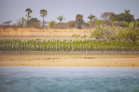 Small mangroves trees grow on a sandy beach in the sea lagoon of Saloum, Senegal, Africa. It's typical of West Africa. It's a beautiful sunny day.の写真素材