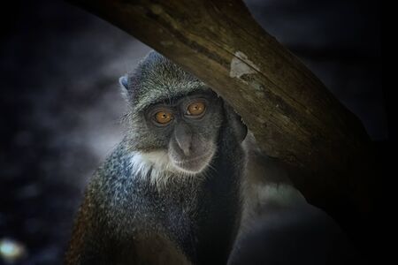 Monkey, Cercopithecus albogularis, sitting on a tree and looking. Is cute. He leans his hand on a...