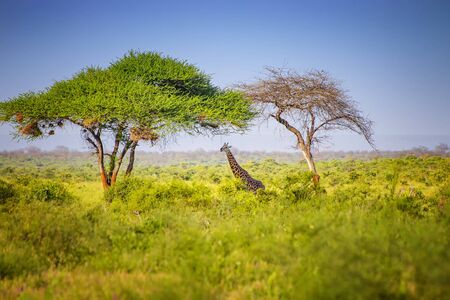 Giraffe standing in tall grass in Tsavo East National Park, Kenya. Hiding in the shade under high trees.の写真素材