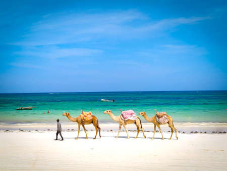 Diani beach, Kenya, FEBRUARY 24, 2020: A man leads three dromedaries along the beach where people can ride. In the background is a beautiful Indian Ocean. It's a sunny day.のeditorial素材