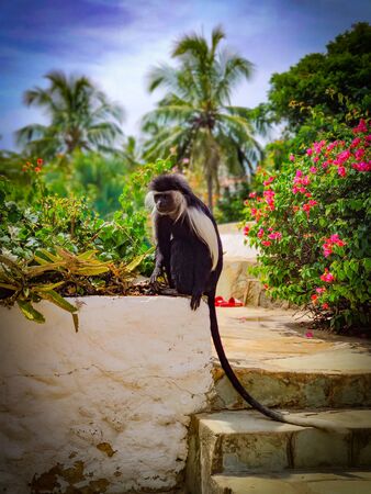 Mantled Guereza, also known as Black-and-White Colobus sitting on small wall at Diani beach in...