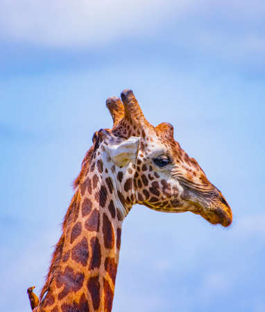 The head of Giraffe with bird. It is a wild life photo in Tsavo East National Park, Kenya. It is a close up photo. Blue sky is in the background.の写真素材