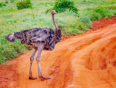 Close up photo of An ostrich stands on a dirt road in the middle of a safari in Tsavo East Kenya. It is a wildlife photo from Africa. It is a beautiful day.の写真素材
