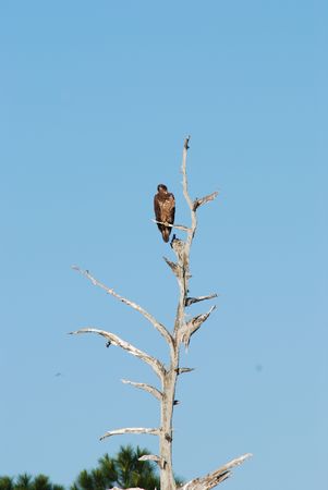 Young Bald Eagle の写真素材