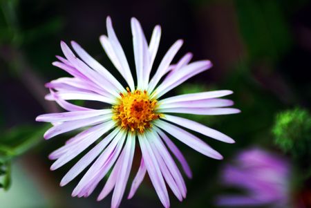 Purple and yellow wildflower.の写真素材