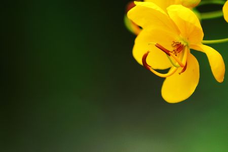 Yellow flower over natural backdrop.の写真素材