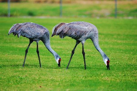 Sand Hill cranes togetherの写真素材