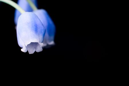 Blue bell on black backgroundの写真素材