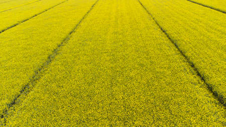 Texture of beautifully blooming yellow rape in springの写真素材